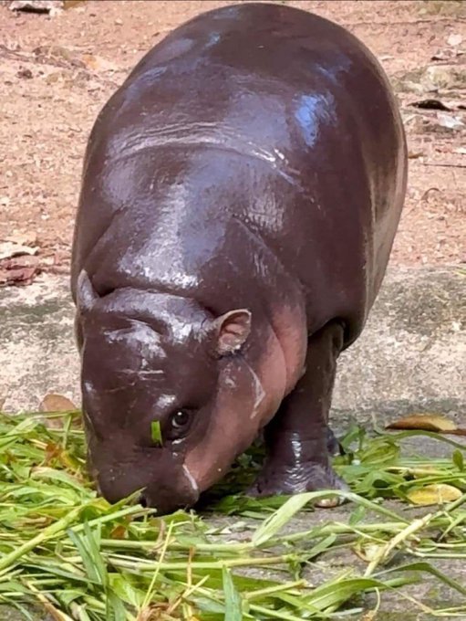 업비트, 무뎅(MOODENG) 상장